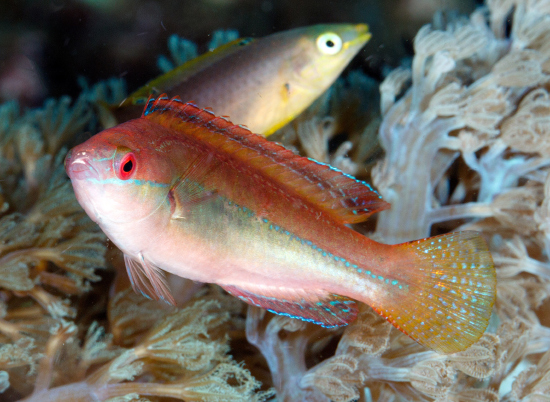  Cirrhilabrus temminckii (Threadfin Wrasse)